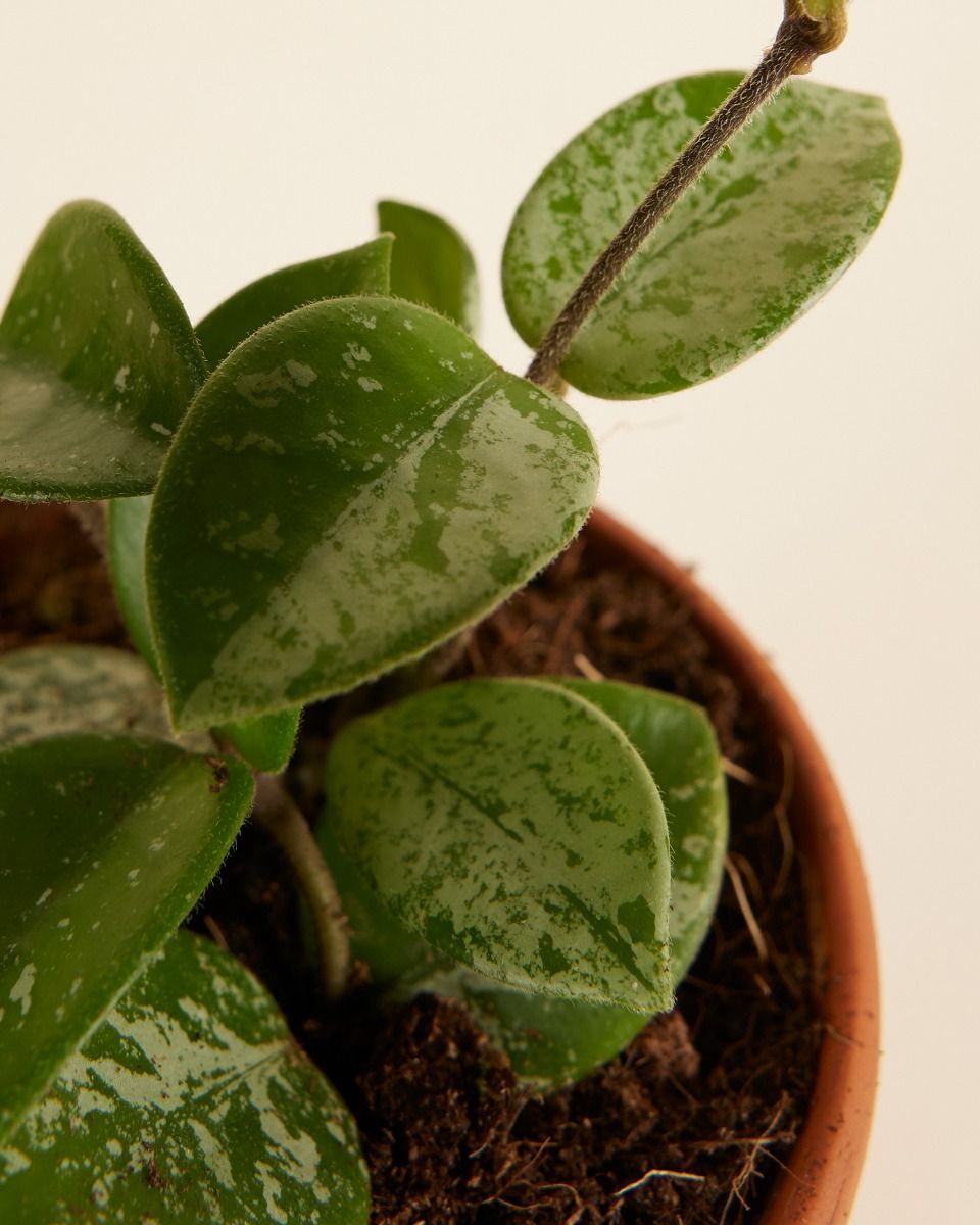 Baby Hoya Mathilde