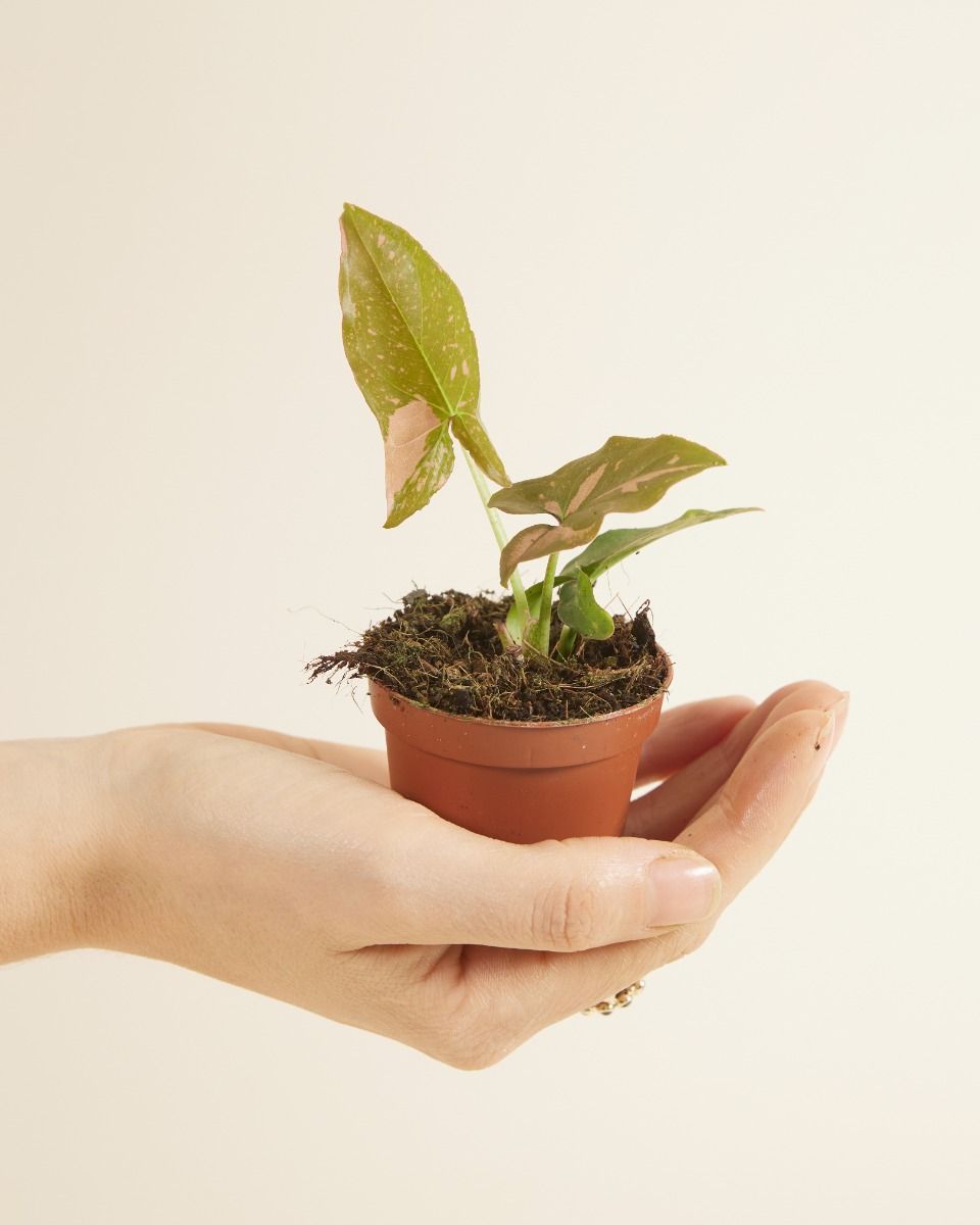 Baby Syngonium Arrowhead Pink Splash