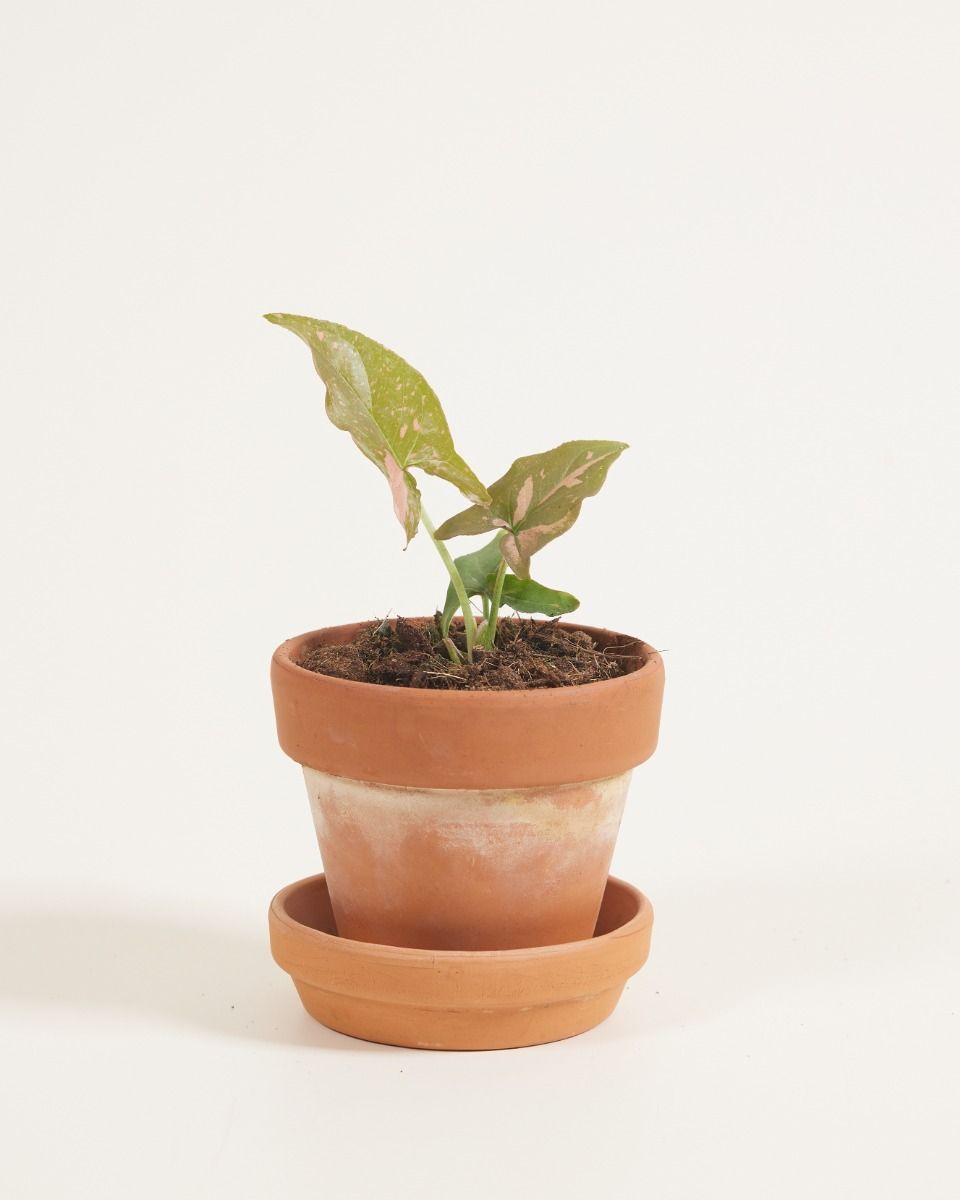 Baby Syngonium Arrowhead Pink Splash