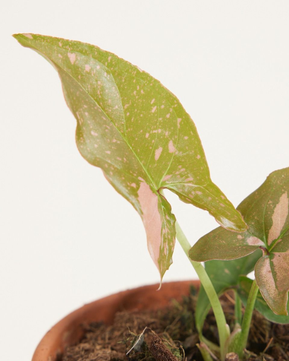 Baby Syngonium Arrowhead Pink Splash