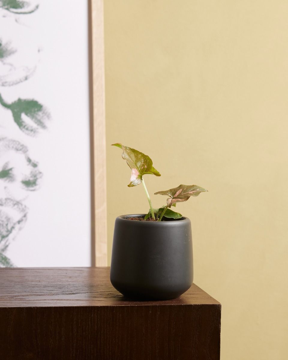Baby Syngonium Arrowhead Pink Splash