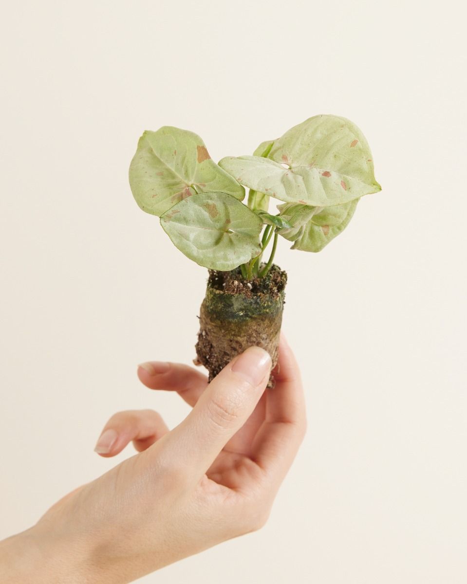 Baby Syngonium Arrowhead Confetti