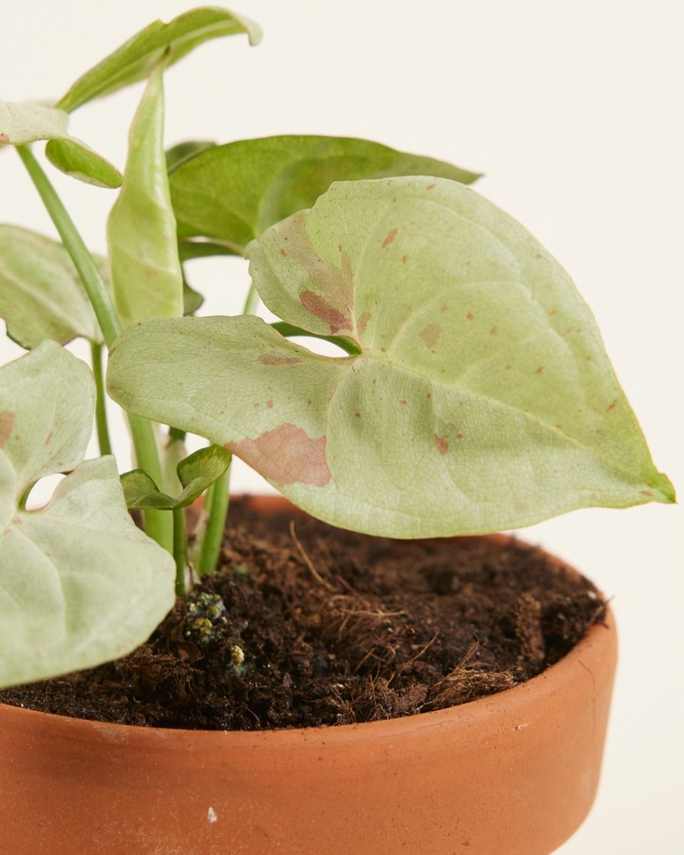 Baby Syngonium Arrowhead Confetti