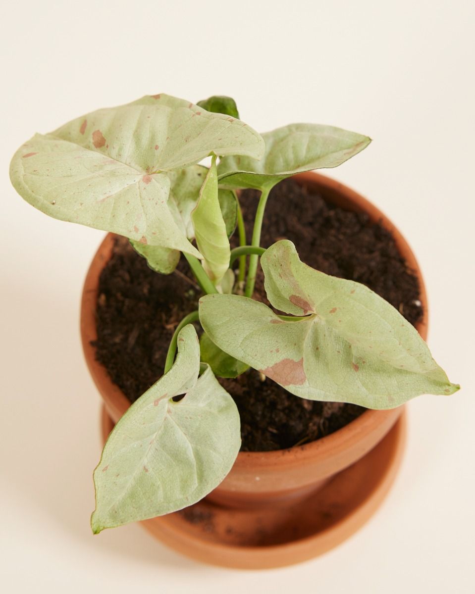Baby Syngonium Arrowhead Confetti