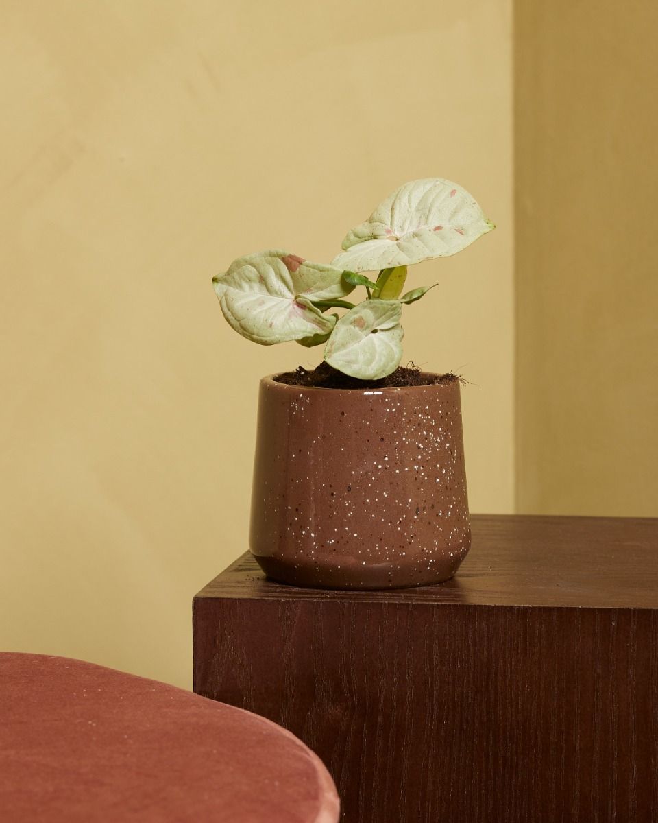 Baby Syngonium Arrowhead Confetti