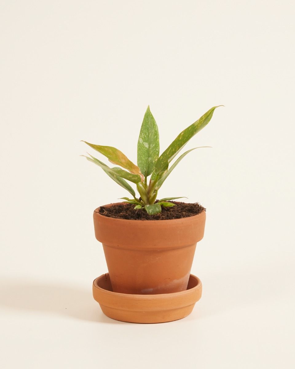 Baby Philodendron Baumfreund Ring of Fire