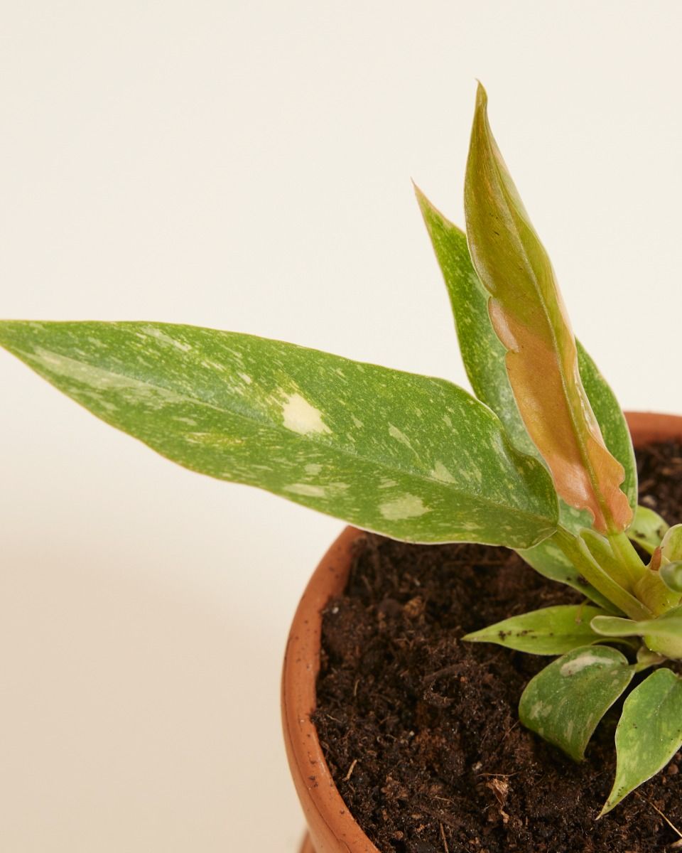 Baby Philodendron Baumfreund Ring of Fire