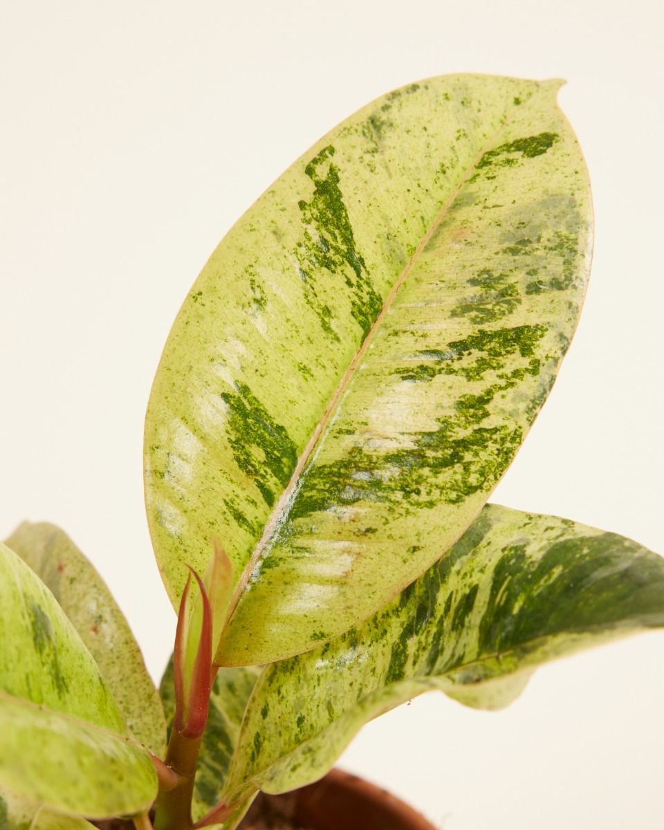 Baby Ficus Shivereana Moonshine
