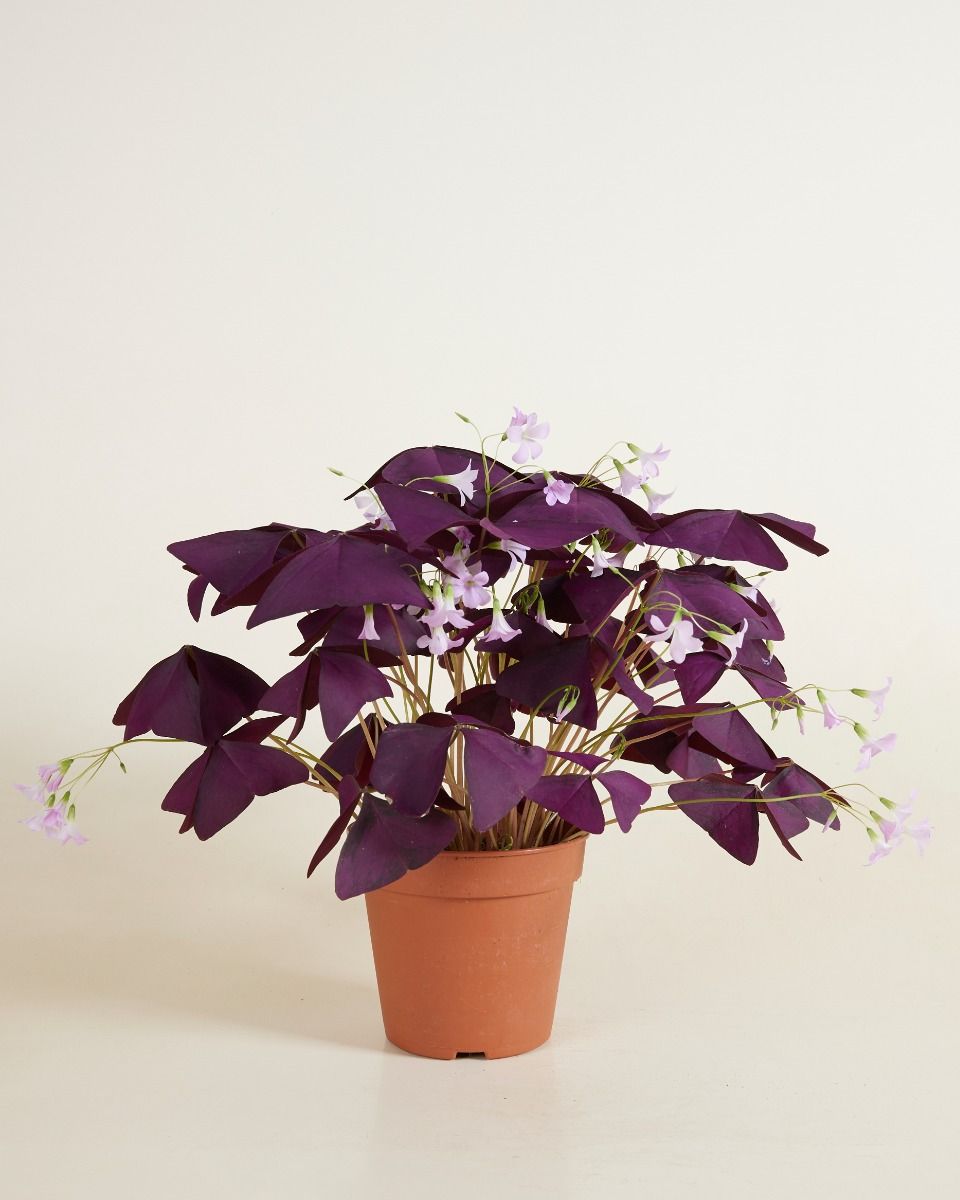 Baby Oxalis Oxalis Tuber - Triangularis 'Burgundy Wine' 