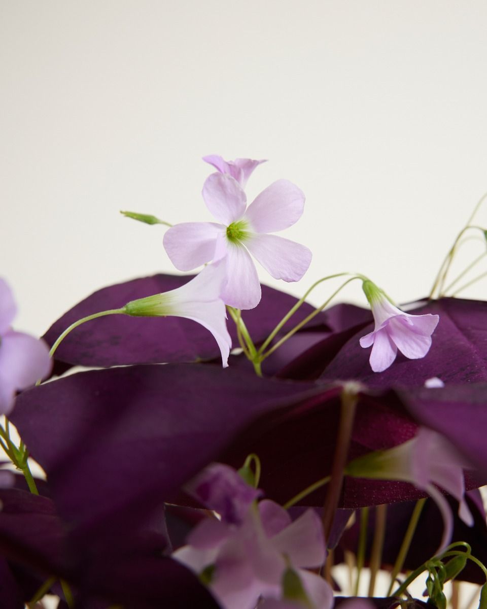 Baby Oxalis Oxalis Tuber - Triangularis 'Burgundy Wine' 