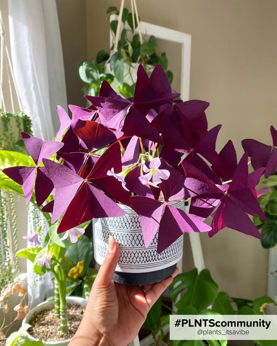Baby Oxalis Oxalis Tuber - Triangularis 'Burgundy Wine' 