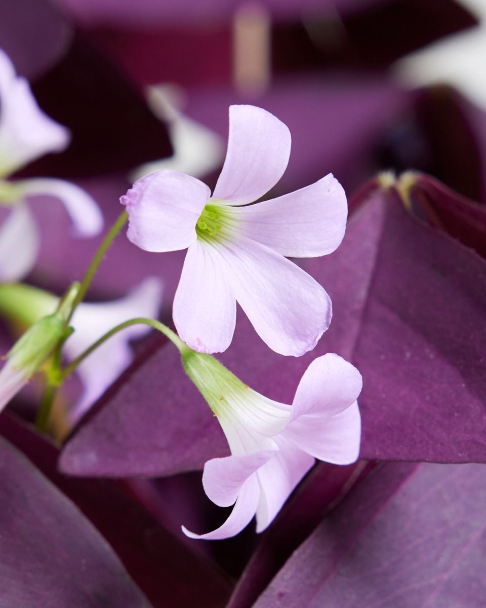 Baby Oxalis Oxalis Tuber - Triangularis 'Burgundy Wine' 