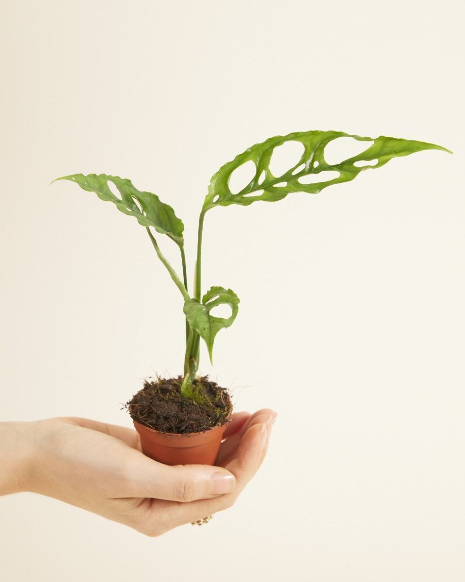Baby Monstera Fensterblatt Obliqua