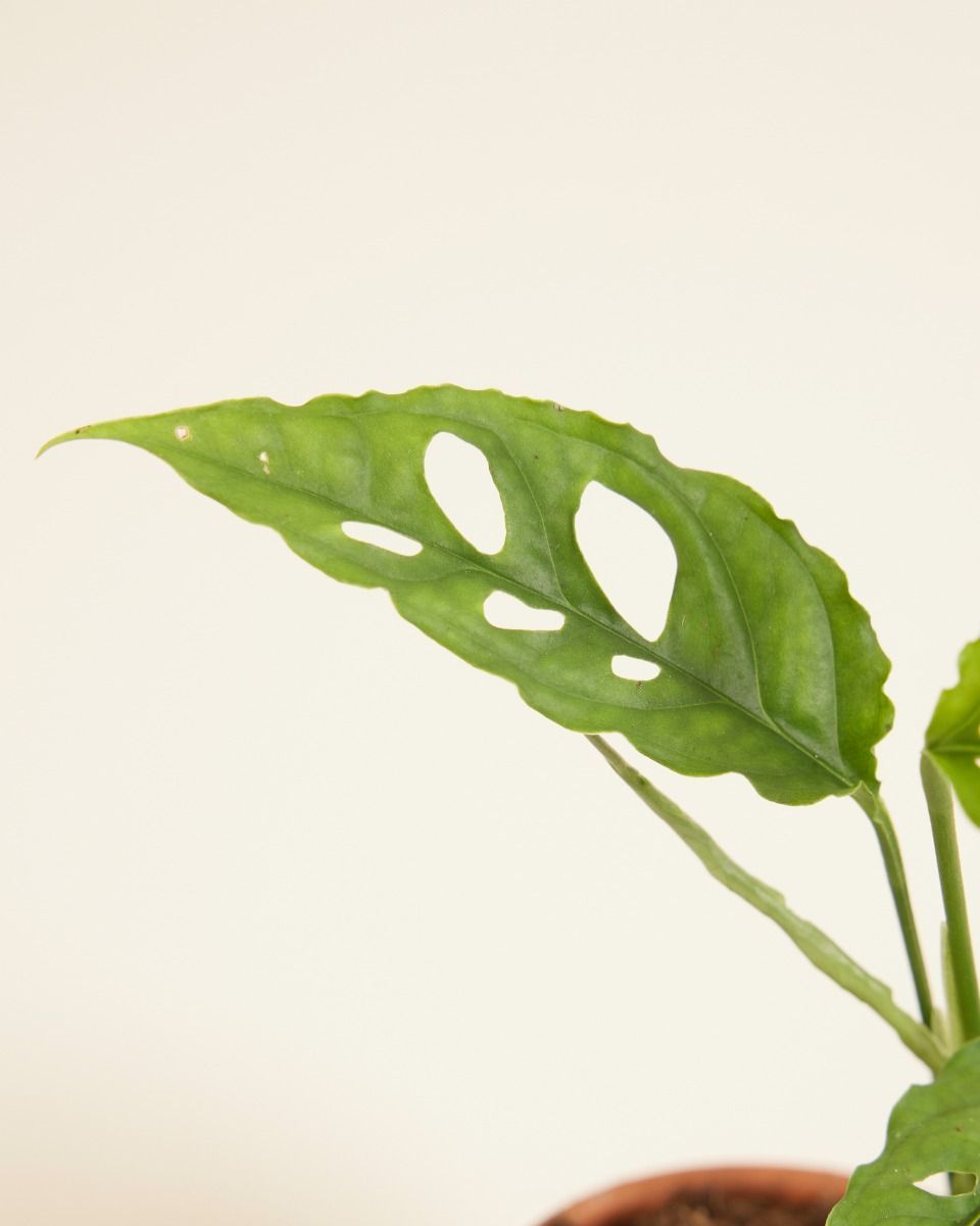 Baby Monstera Fensterblatt Obliqua