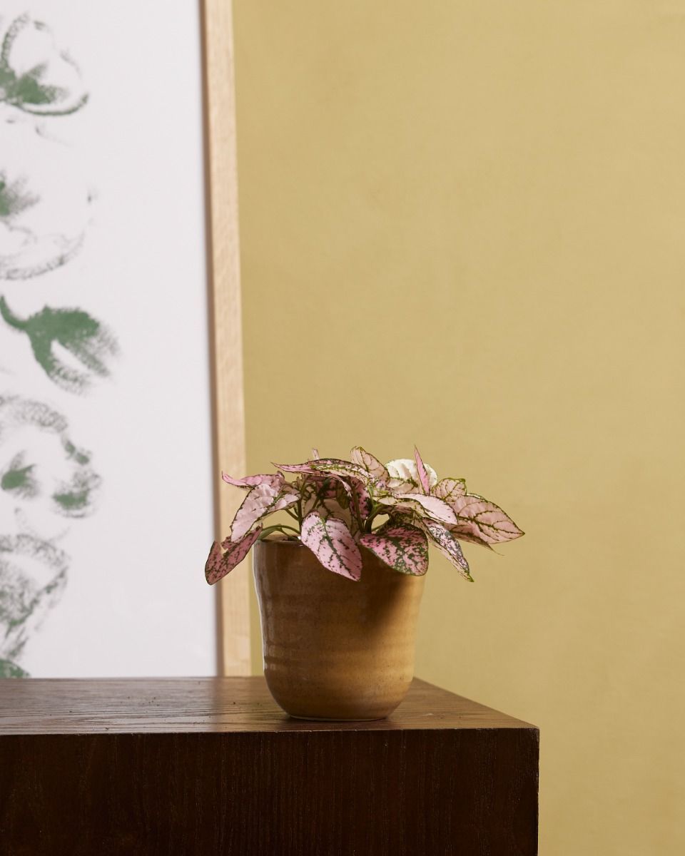 Baby Hypoestes Phyllostachya Pink