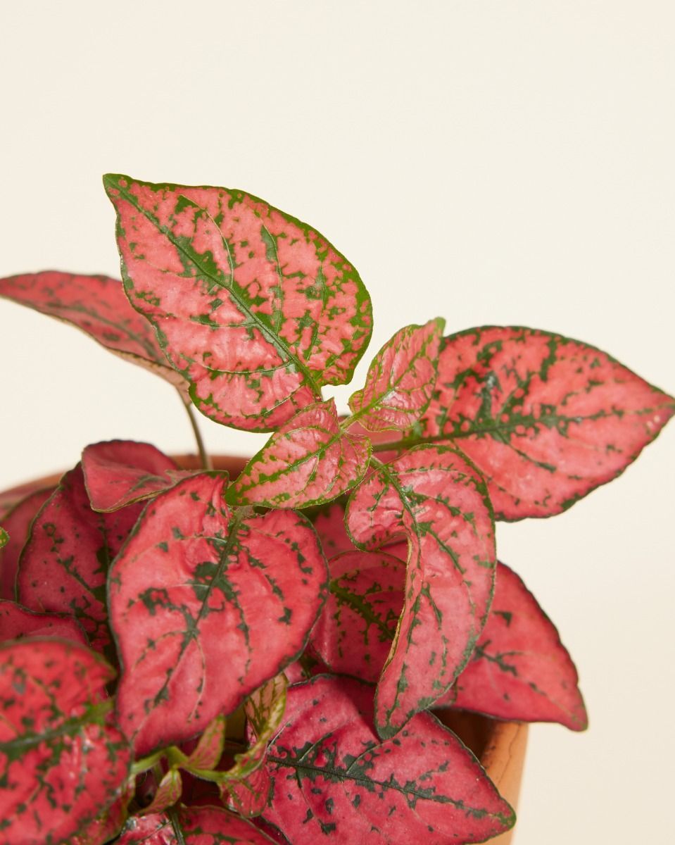 Baby Hypoestes Phyllostachya Red