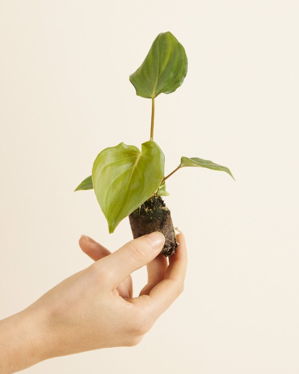 Baby Philodendron Baumfreund McDowell