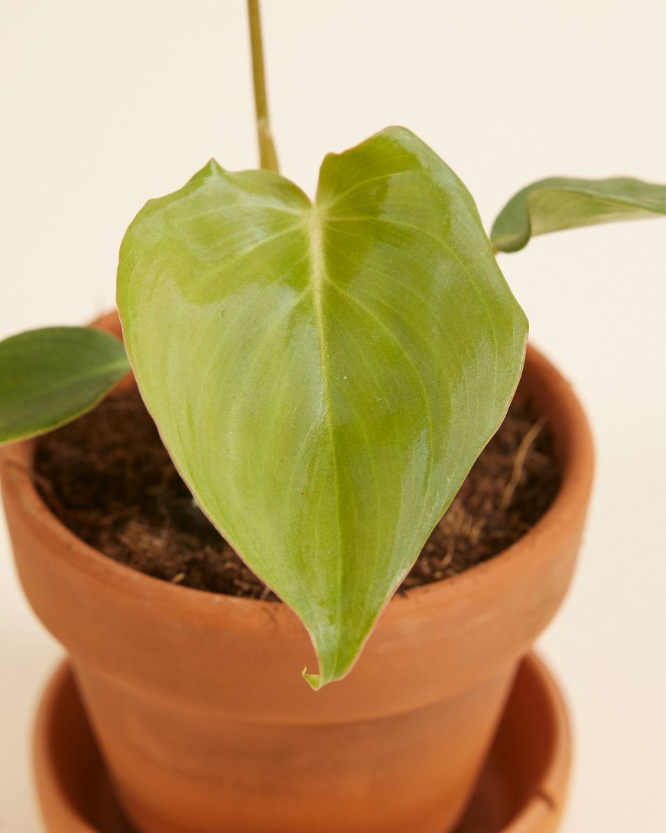 Baby Philodendron Baumfreund McDowell