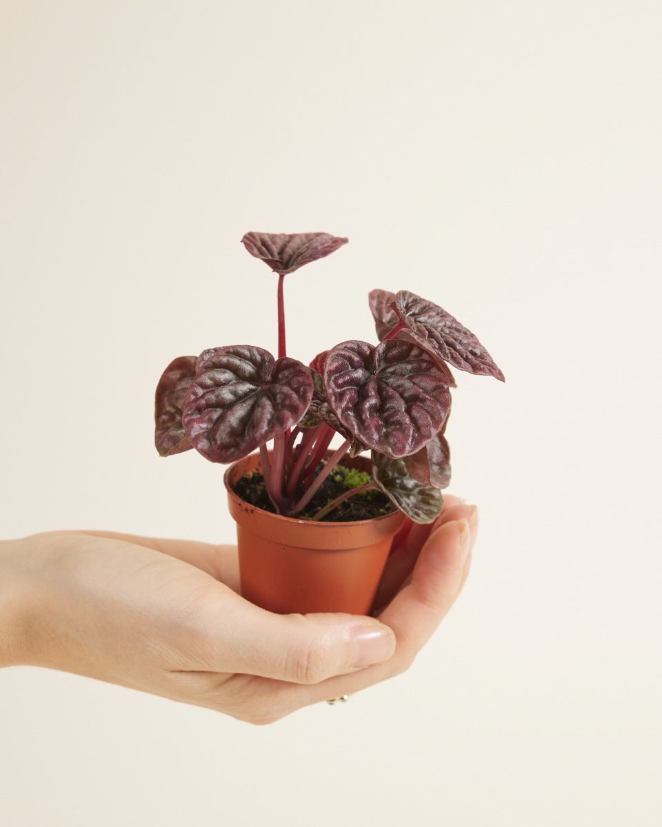 Baby Peperomia Zwergpfeffer Red Luna