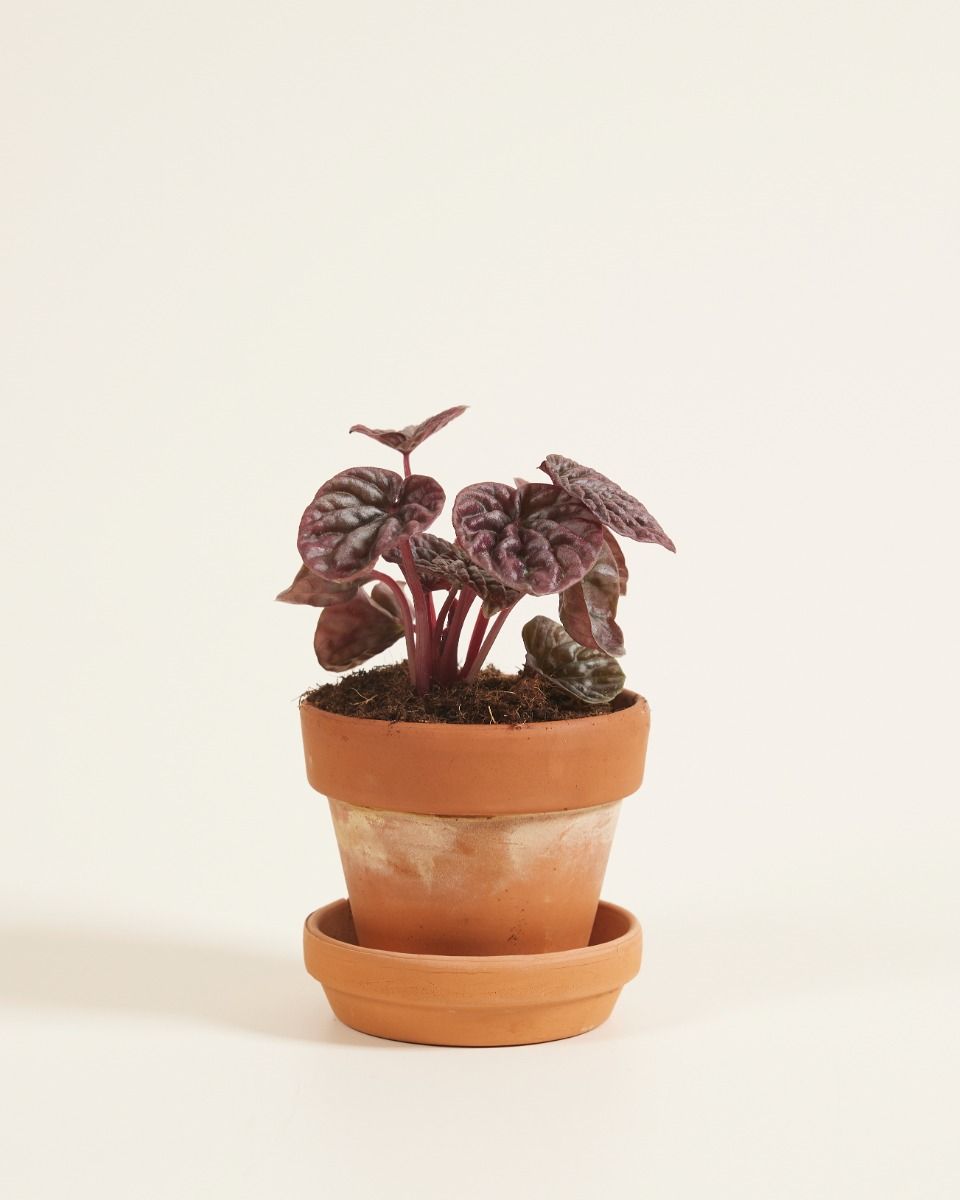 Baby Peperomia Zwergpfeffer Red Luna