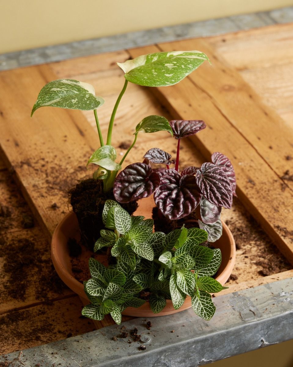 Baby Peperomia Zwergpfeffer Red Luna