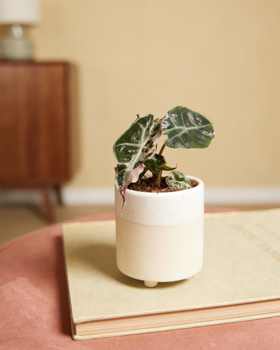 Baby Alocasia Skelettpflanze Polly Variegated