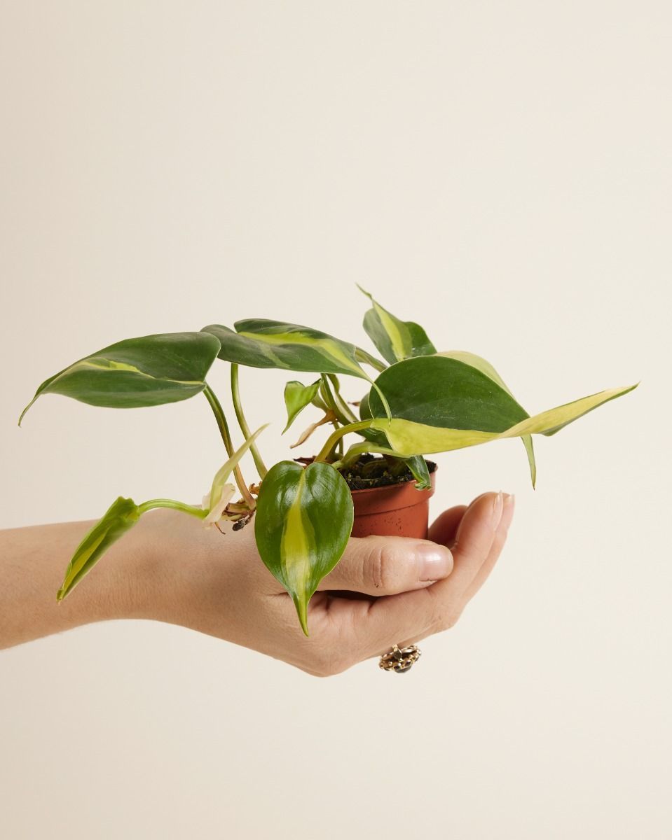 Baby Philodendron Baumfreund Brasil