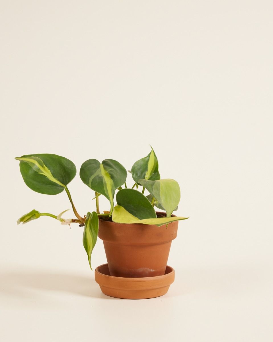 Baby Philodendron Baumfreund Brasil