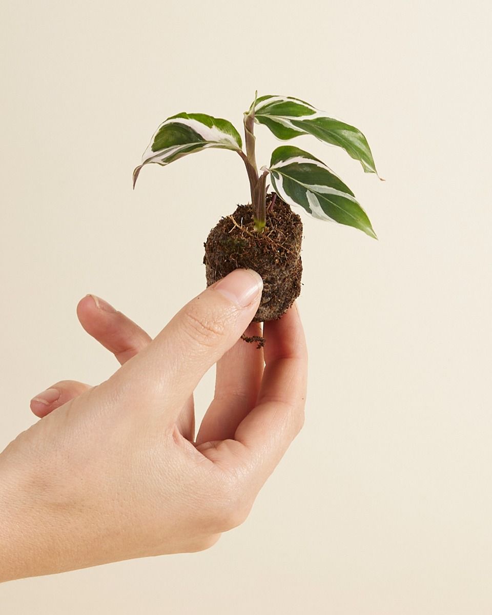 Baby Calathea Pfeilwurze White Fusion 