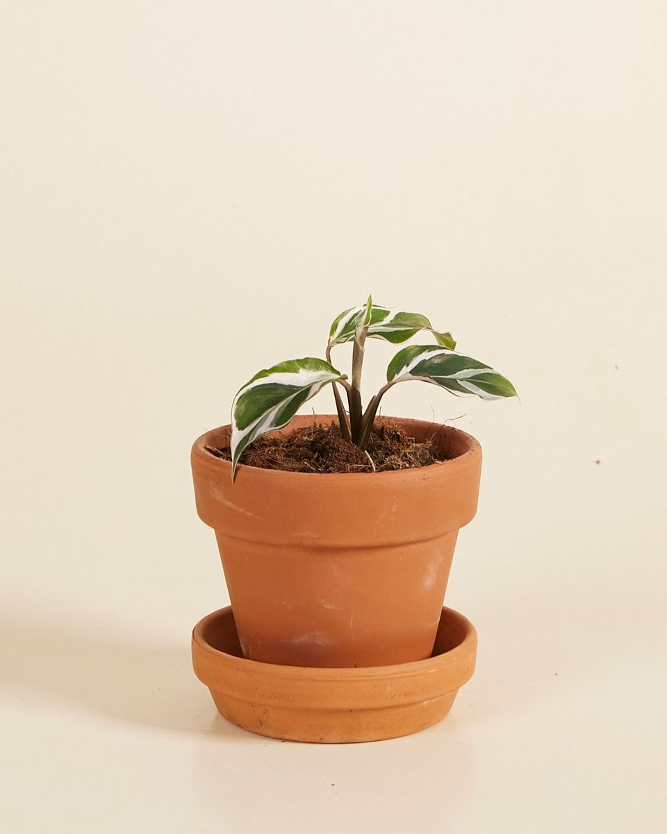 Baby Calathea Pfeilwurze White Fusion 