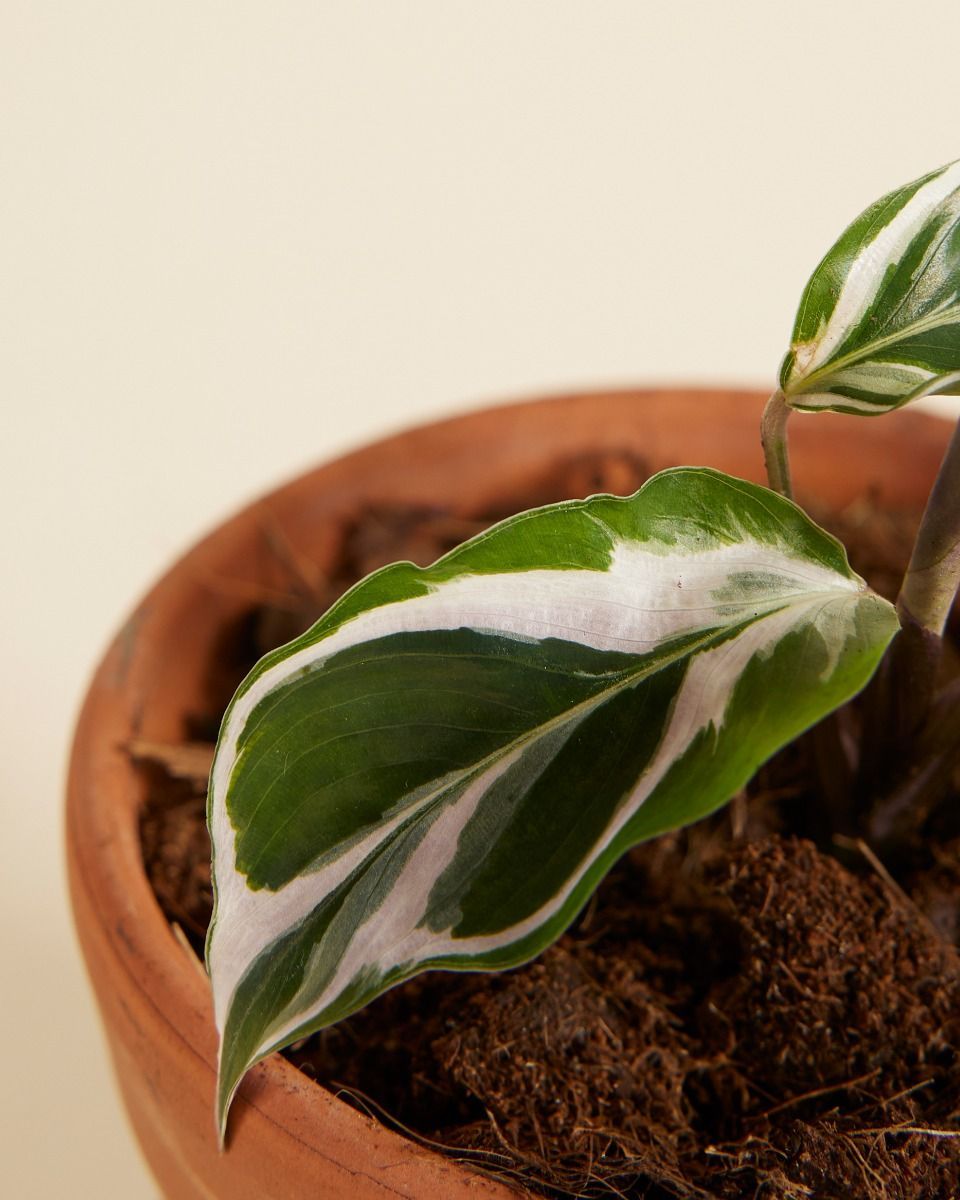 Baby Calathea Pfeilwurze White Fusion 