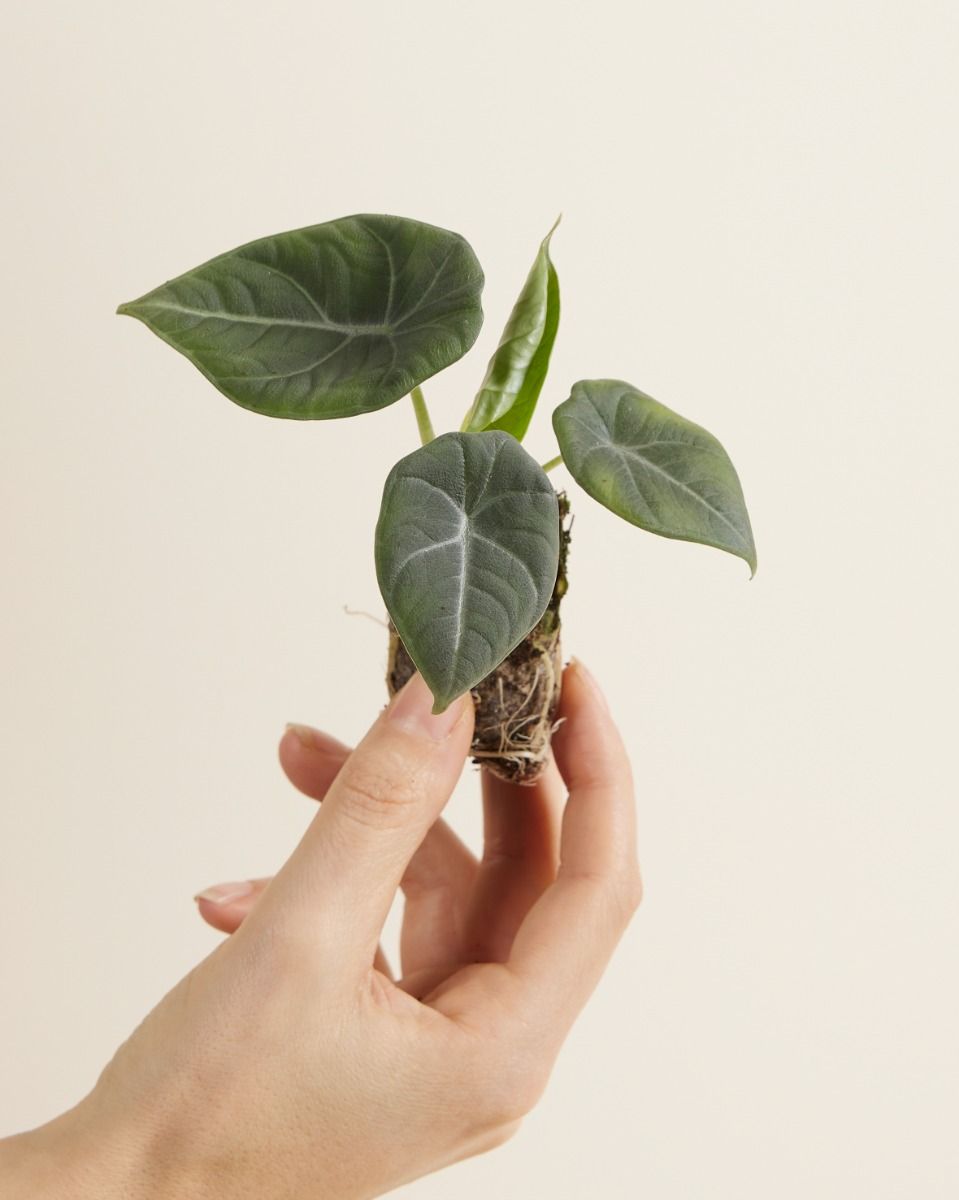 Baby Alocasia Elefantenohr Maharani 