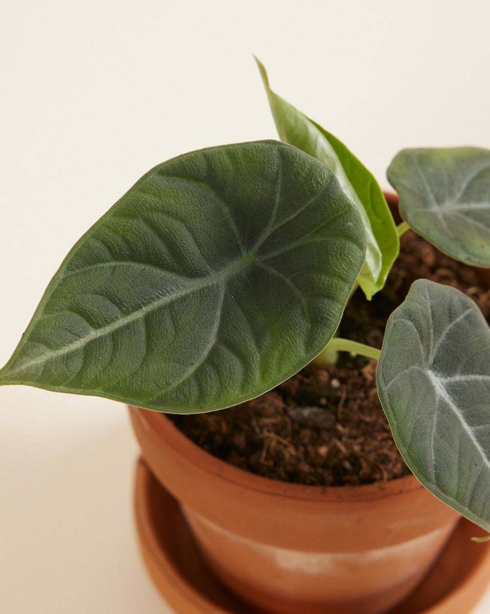 Baby Alocasia Elefantenohr Maharani 