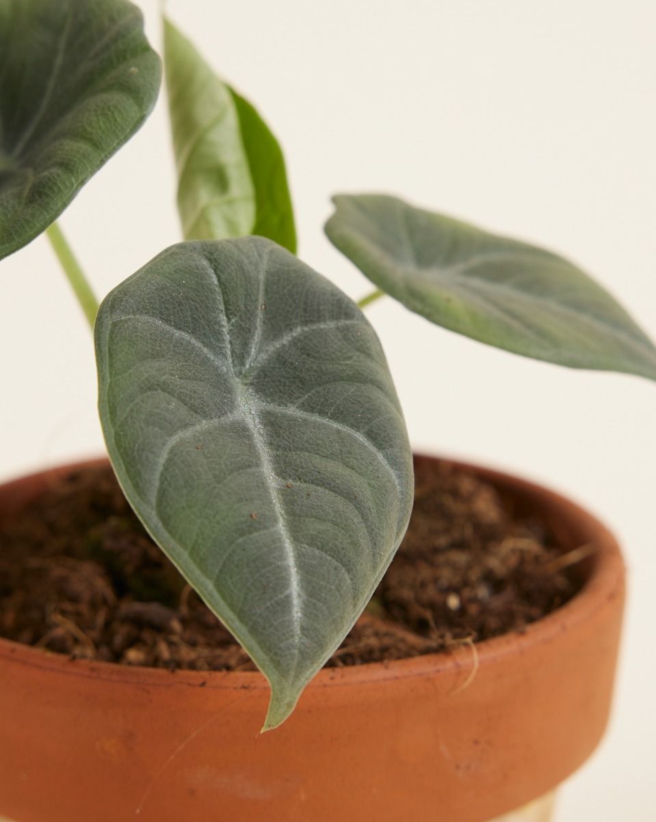 Baby Alocasia Elefantenohr Maharani 