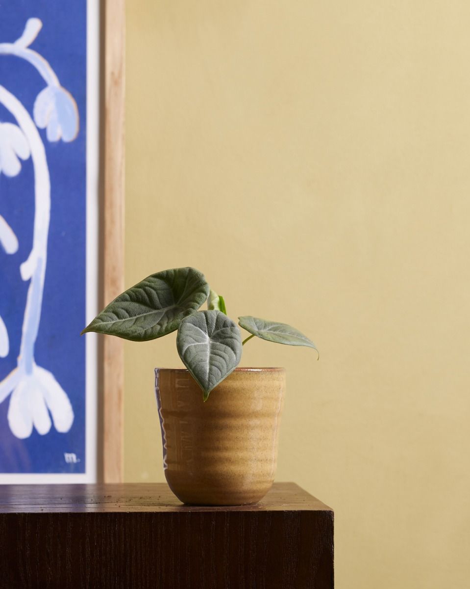 Baby Alocasia Elefantenohr Maharani 