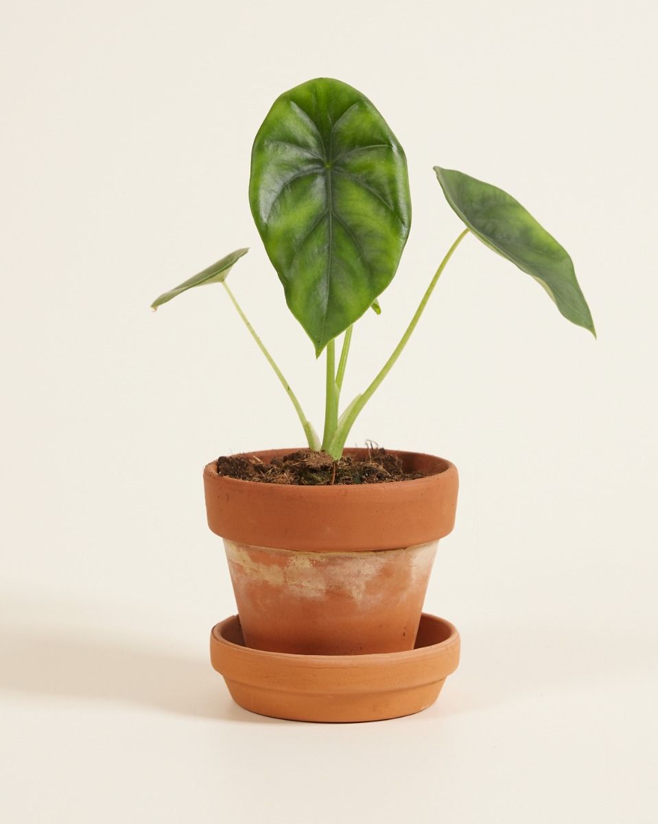 Baby Alocasia Elefantenohr Clypeolata Green Shield 