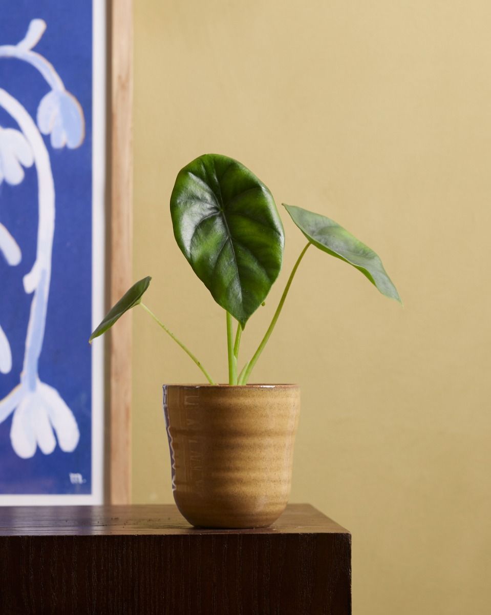 Baby Alocasia Elefantenohr Clypeolata Green Shield 