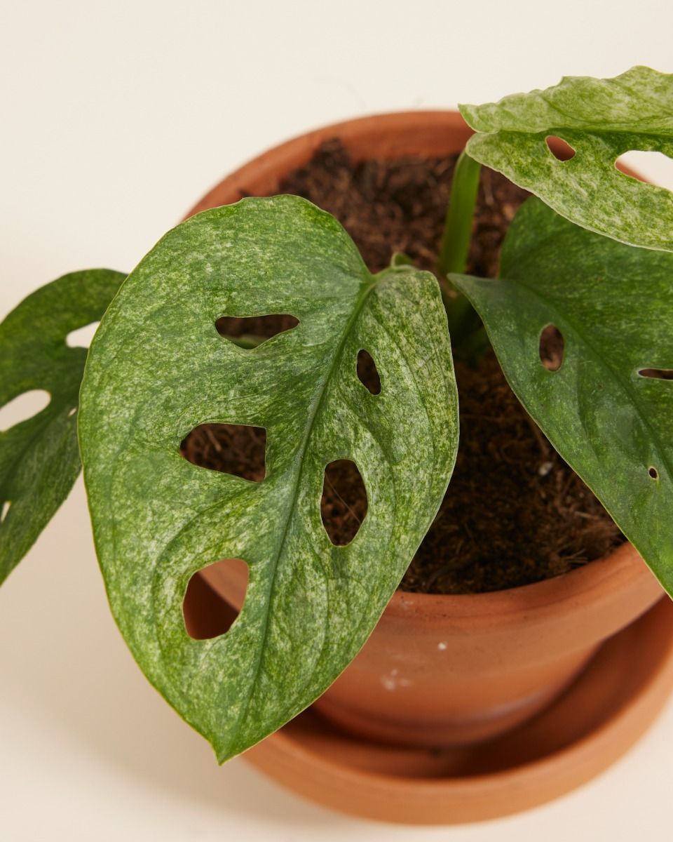 Baby Monstera Fensterblatt Adansonii Mint 
