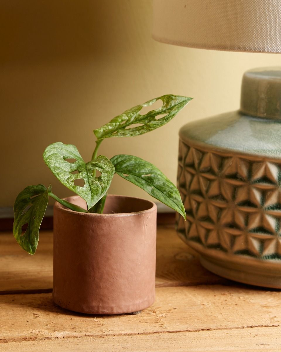 Baby Monstera Fensterblatt Adansonii Mint 