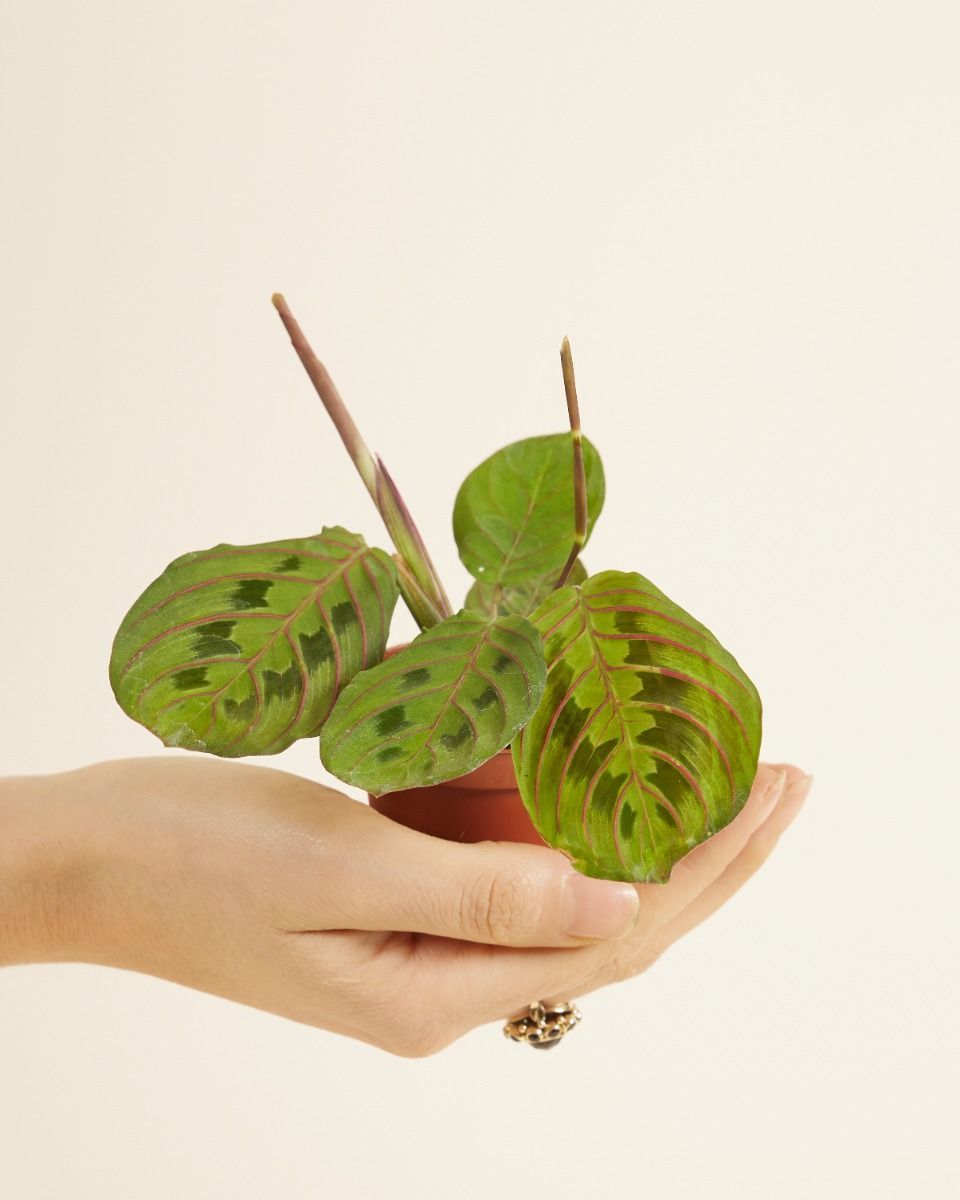 Baby Maranta Gebetspflanze Leuconeura Fascinator