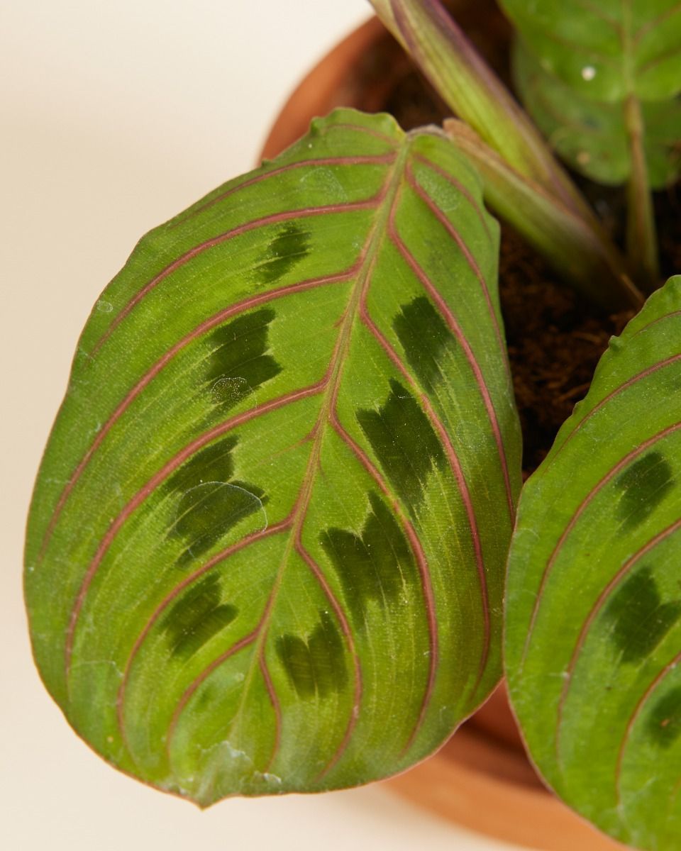 Baby Maranta Gebetspflanze Leuconeura Fascinator