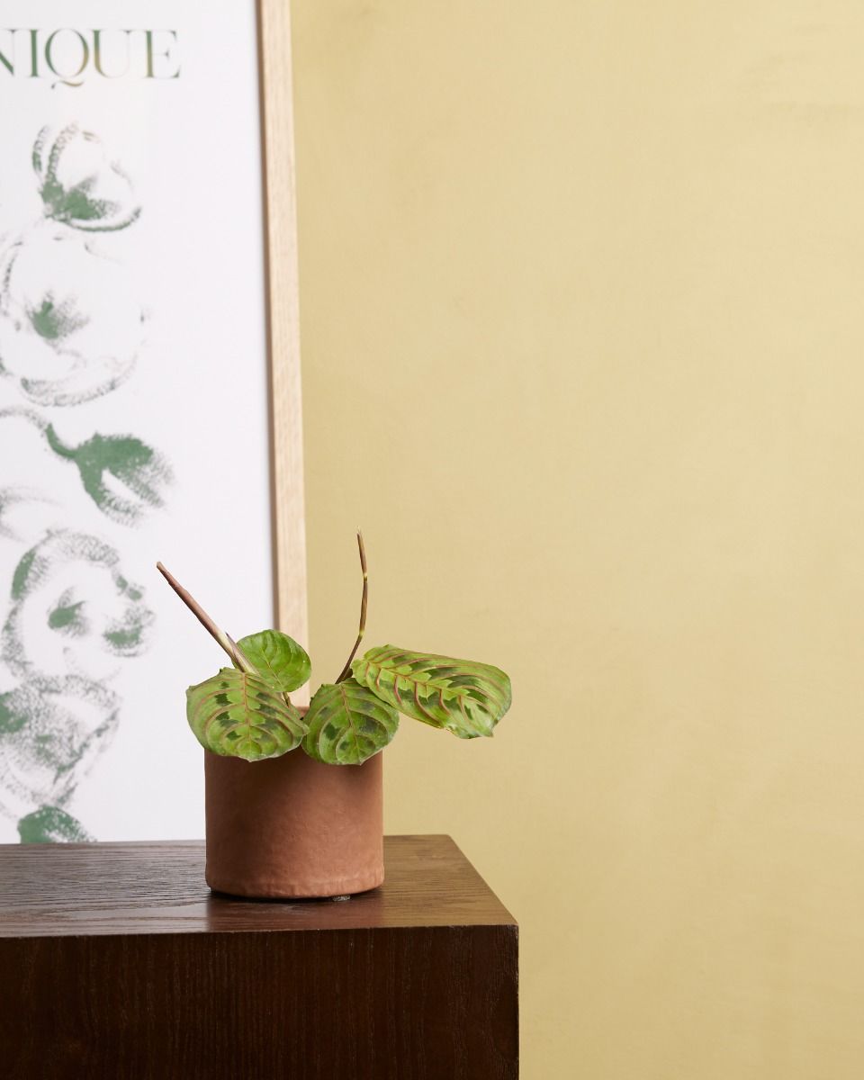 Baby Maranta Gebetspflanze Leuconeura Fascinator