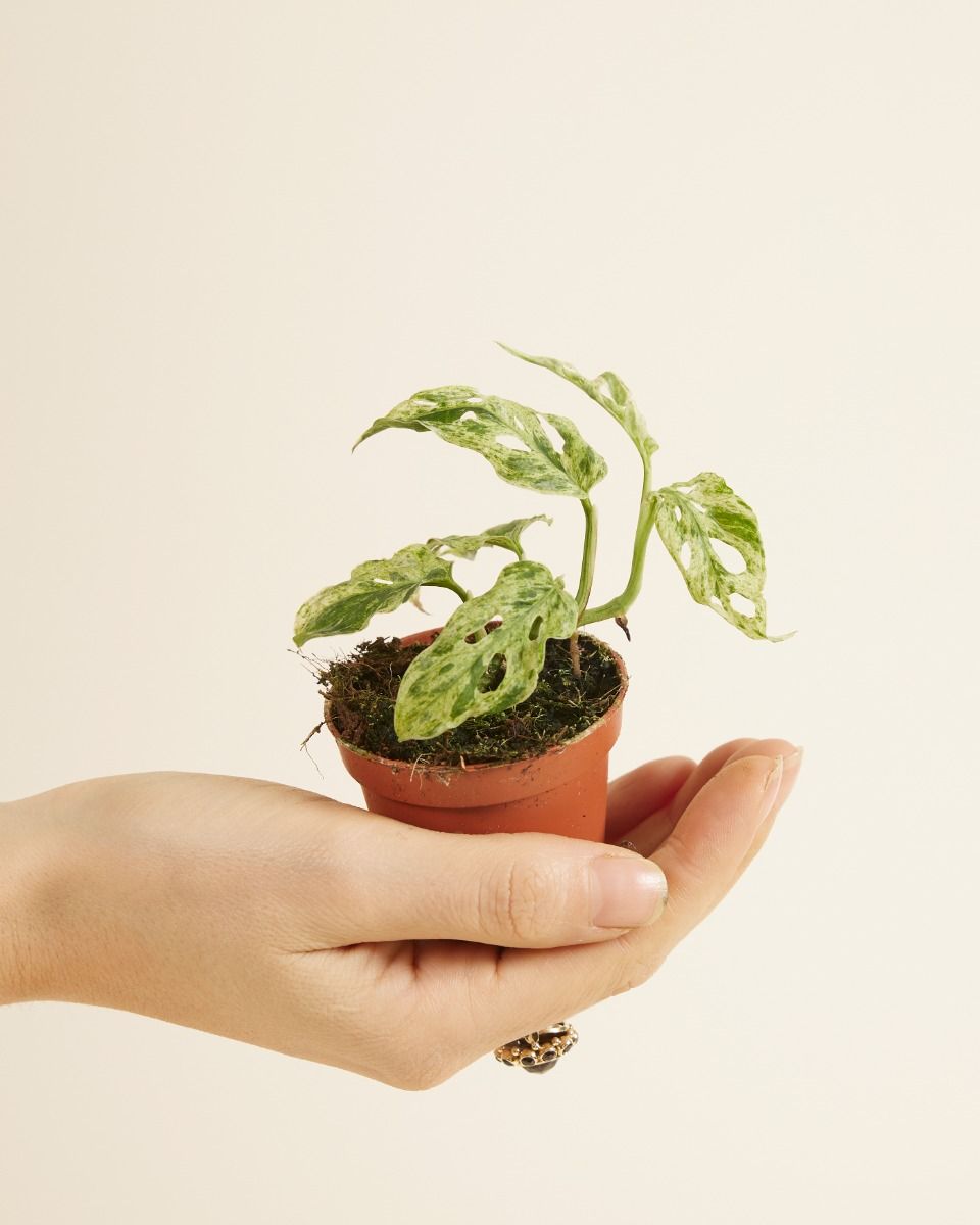 Baby Monstera Fensterblatt Frozen Freckles