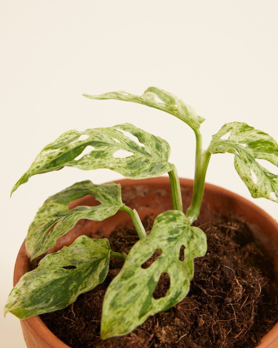 Baby Monstera Fensterblatt Frozen Freckles