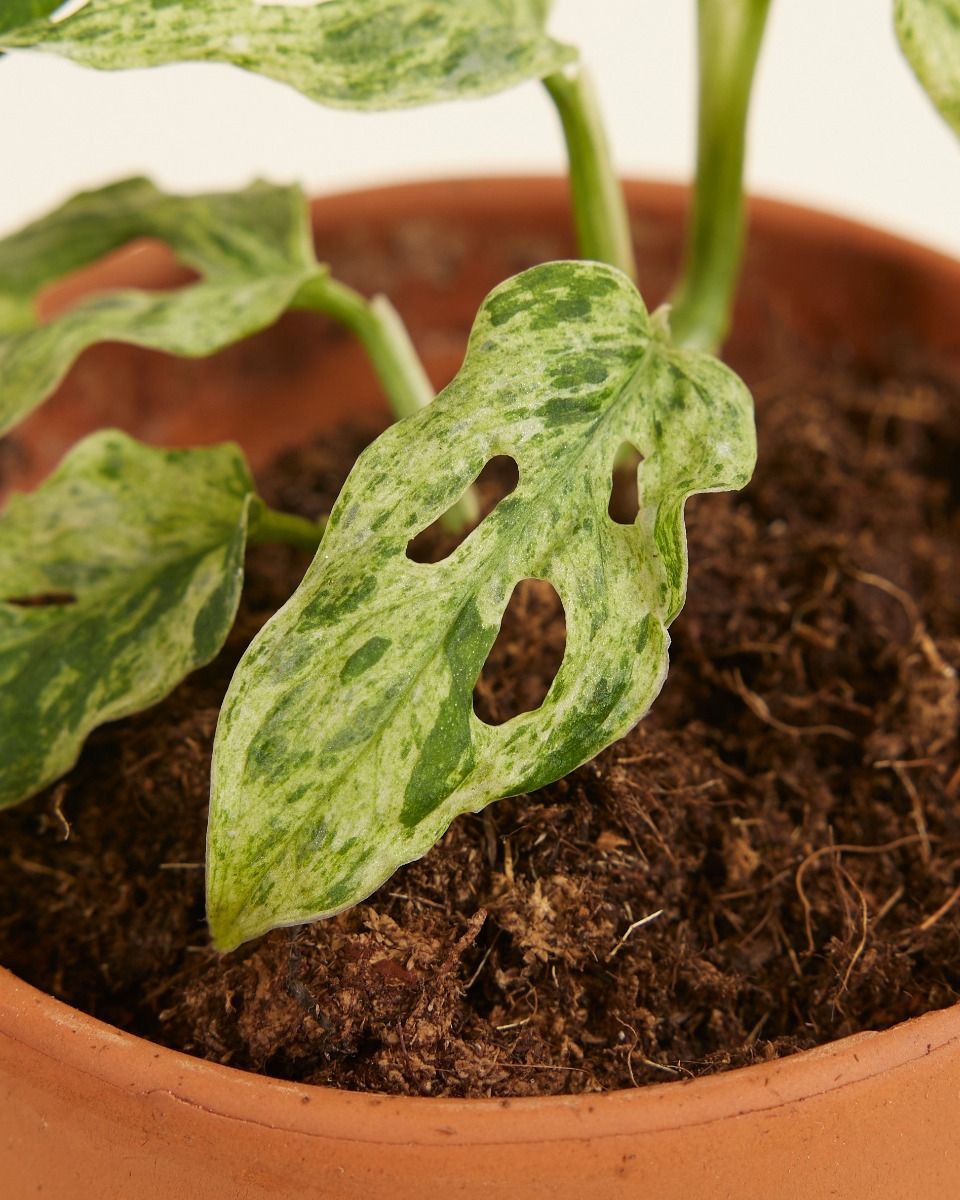 Baby Monstera Fensterblatt Frozen Freckles