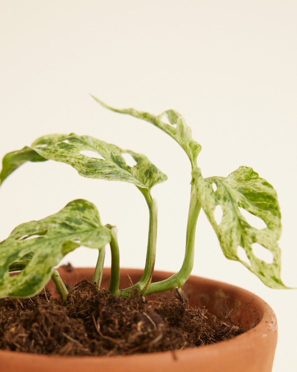 Baby Monstera Fensterblatt Frozen Freckles