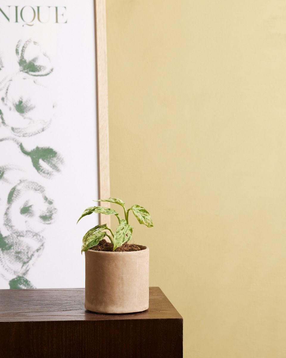 Baby Monstera Fensterblatt Frozen Freckles