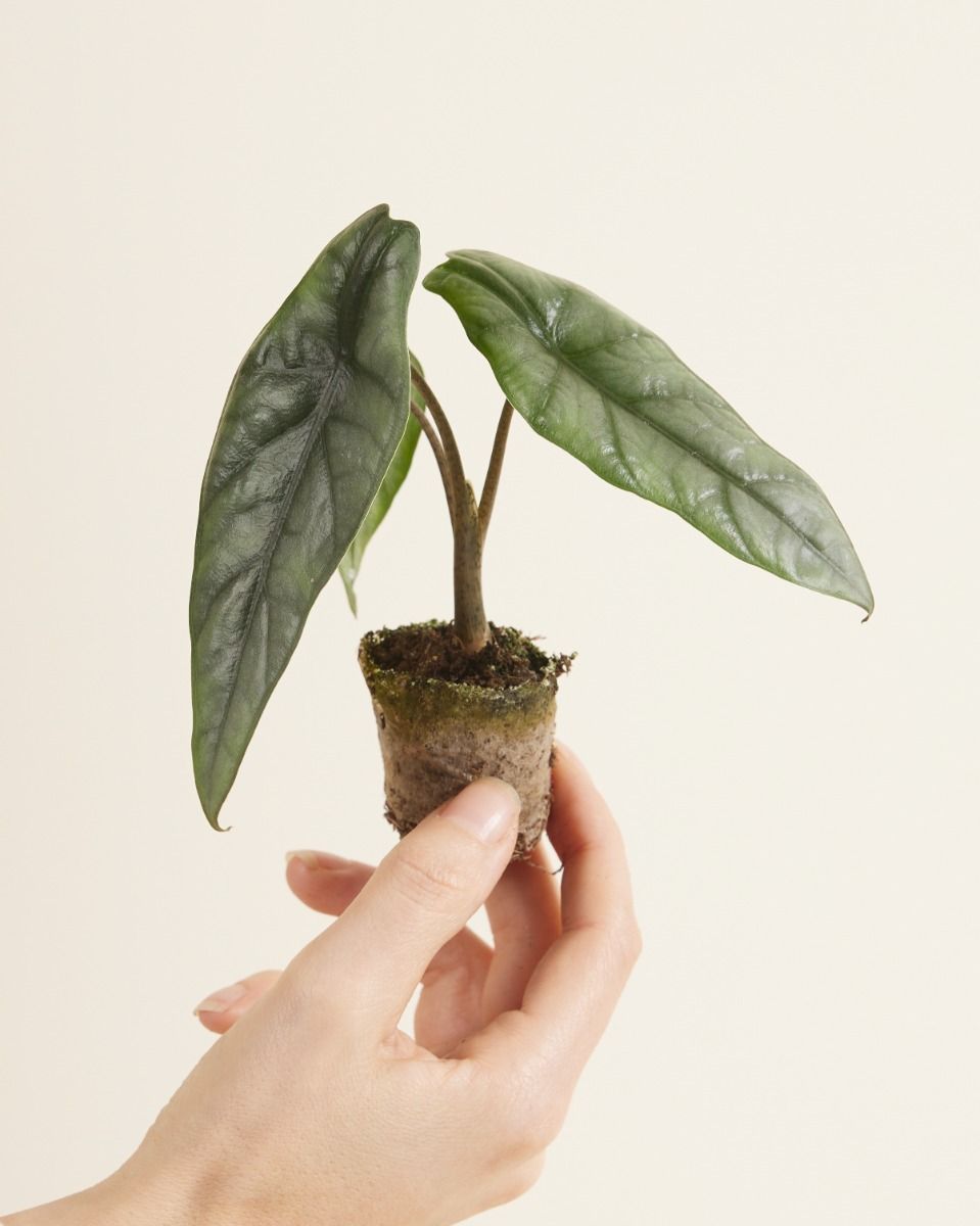 Baby Alocasia Elefantenohr Heterophylla 