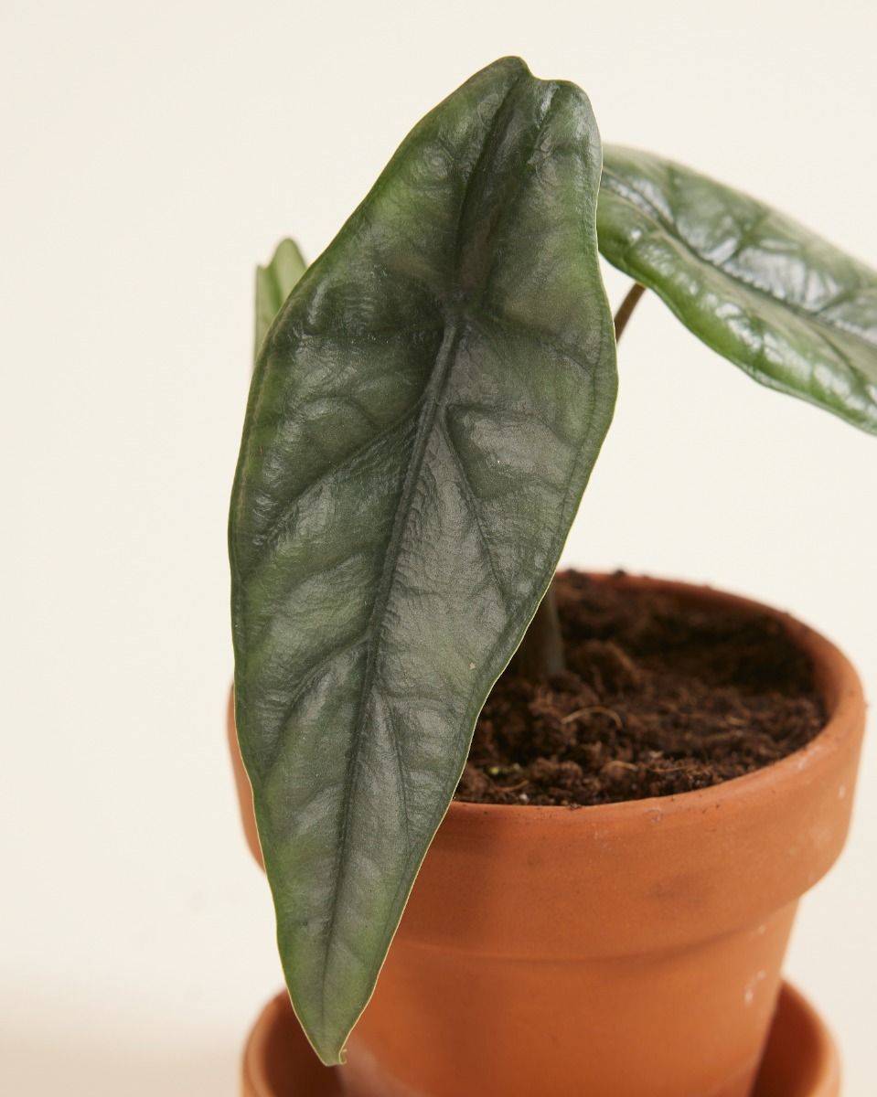 Baby Alocasia Elefantenohr Heterophylla 