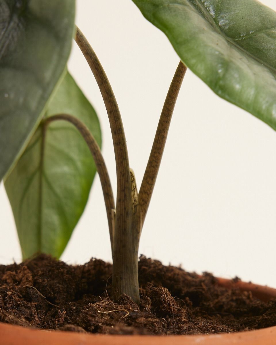 Baby Alocasia Elefantenohr Heterophylla 